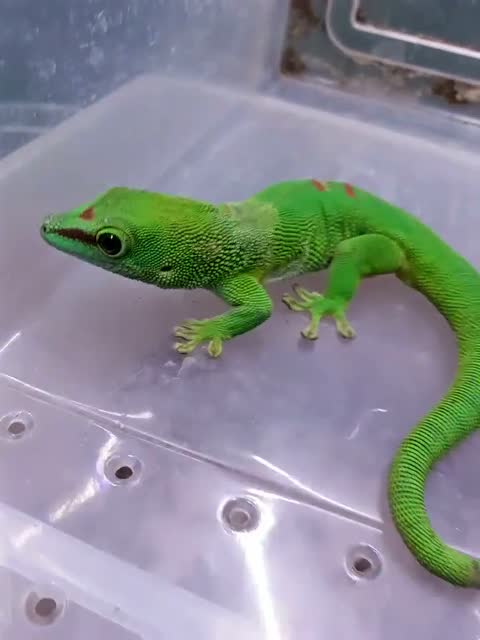 家养蜥蜴的日常生活