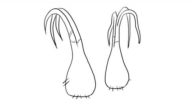 蒜苗儿童亲子简笔画