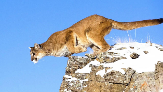 美洲豹大战美洲狮,为了争夺美洲霸主地位