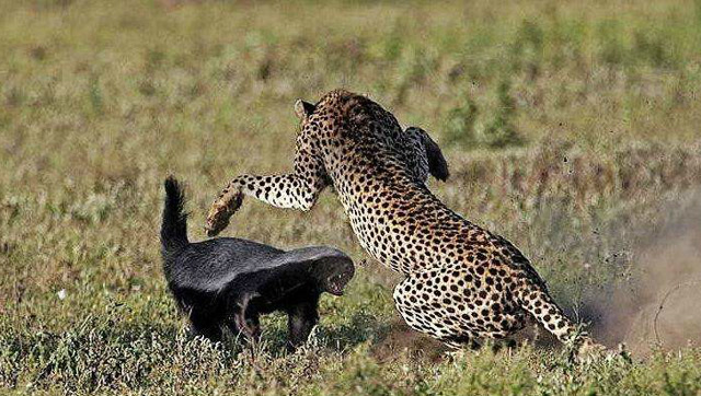 蜜獾走出家门就遇到花豹,嚣张无比的它这次终于得到制裁!