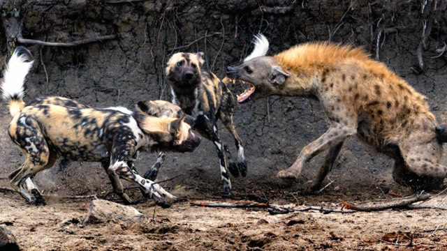 鬣狗对决非洲野狗,以及鬣狗大战狮子一死一活的残酷厮杀