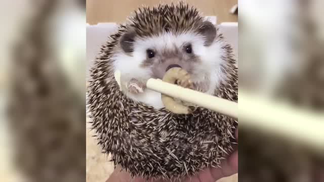萌萌哒的小刺猬有想要的吗?吃虫子的样子太可爱了!
