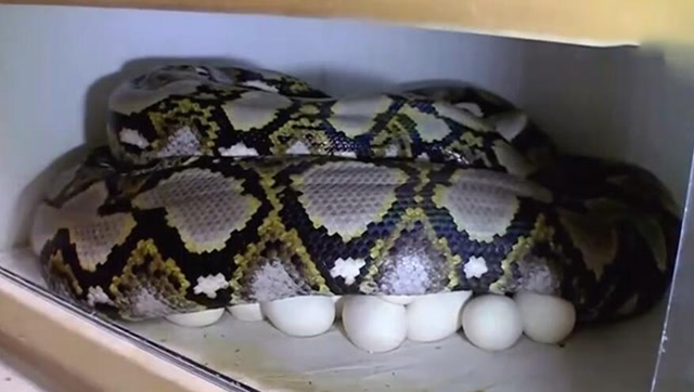 宠物蟒蛇生了上百个蛋 主人笑到合不拢嘴