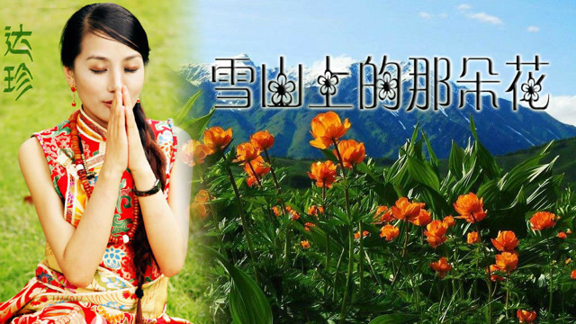 达珍演唱的一首唯美动听的藏歌《雪山上的那朵花》