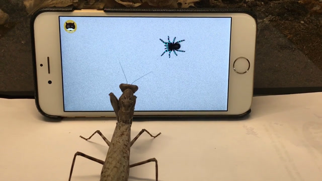 虫子在屏幕上爬的表情图片