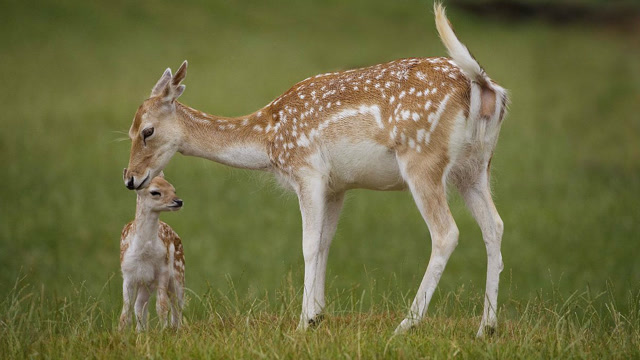 鹿母子被狼盯上,藏好幼崽后母鹿孤身奋战