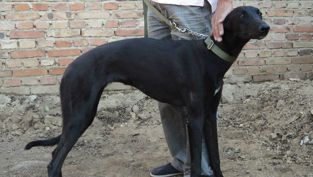 犬中的速度之王,爆发力超强的格力犬激烈的猎兔比拼