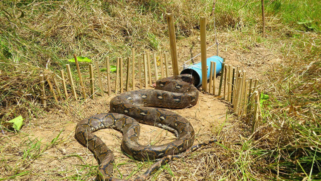 大蟒蛇进洞,没想到钻进柬埔寨小娃设计的陷阱,太悲剧了!