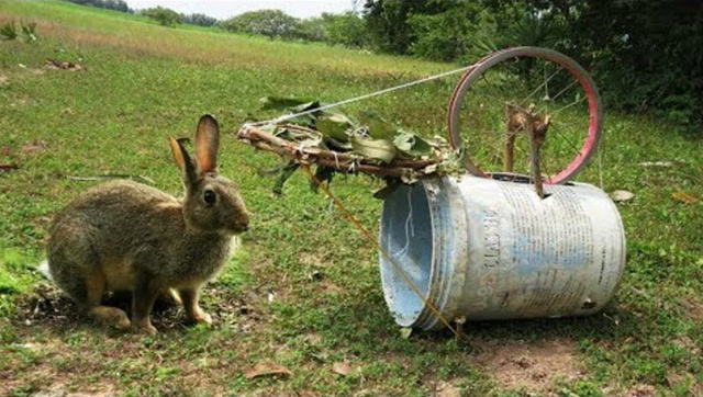 外国小伙野外制作陷阱捕兔子,还有这种操作!涨见识了!