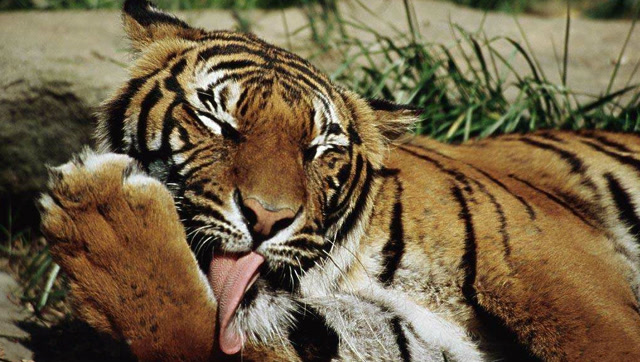 老虎休息洗脸的时候是怎样的?简直和我家的猫咪一模一样