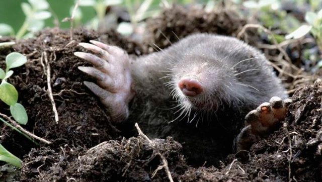 挖洞能手鼹鼠为了吃饱,一天可挖50米地道洞