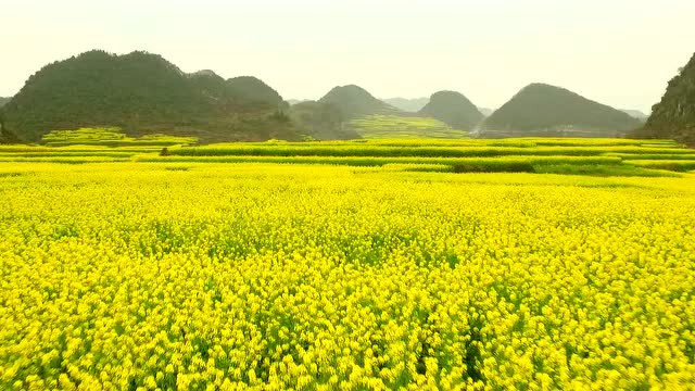 六枝木岗油菜花 一海金黄