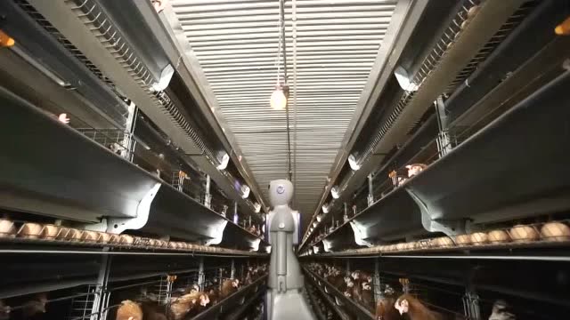 亚洲最大的智能家禽养殖场,竟建在我国北京平谷!