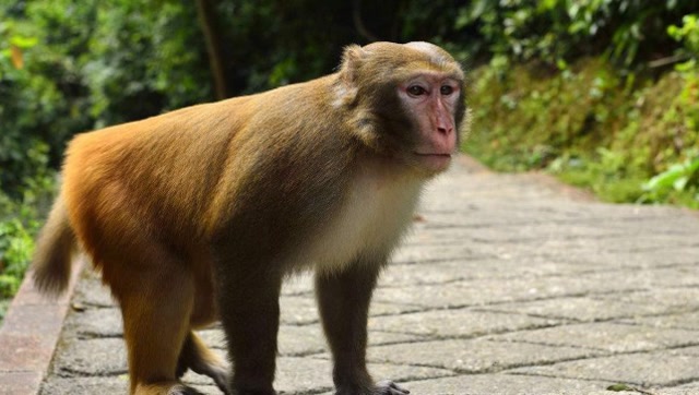 一只呆萌的小胖猴,玩起了钥匙扣