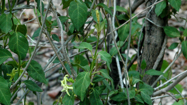 农村称它百灵草山里人的感冒药止咳平喘有疗效