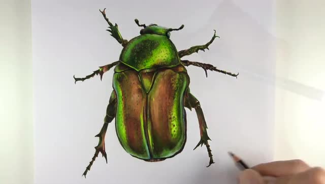 一幅完整的3d彩色金龟子就完成了,真实感就跟照片一样