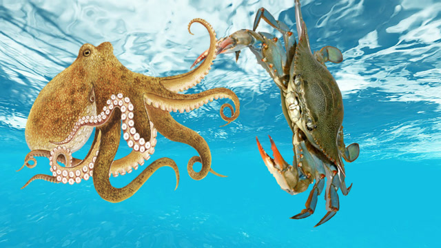章鱼正在觅食,突然遇到螃蟹,章鱼与螃蟹谁更厉害?