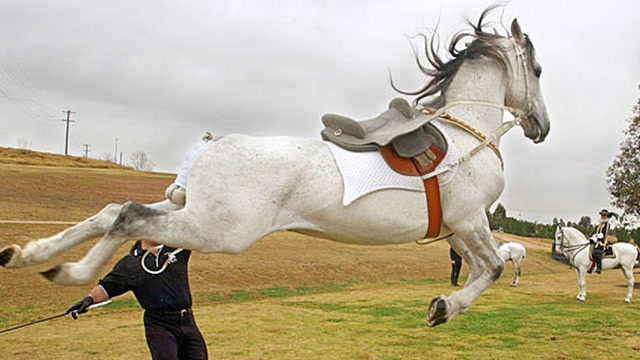 暴躁的马儿发脾气踢人!一脚一个百发百中!真厉害