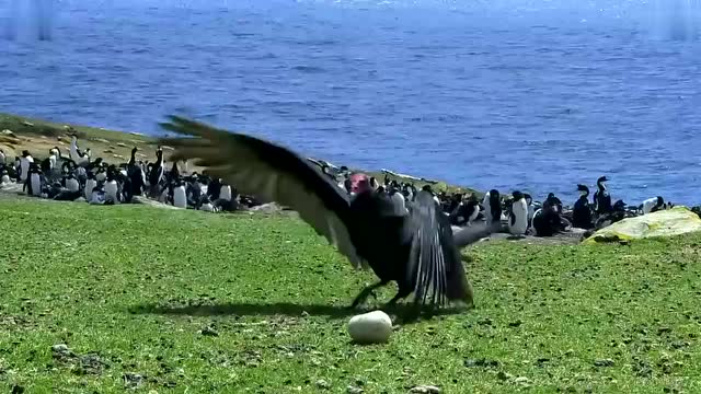 世界上最大鸟是什么鸟 被称"鸟中之王", 却不会飞行