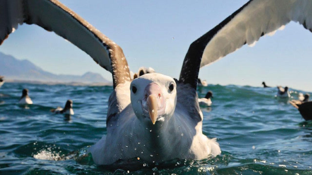 世界上最大的海鸟,起飞困难,却能在空中不拍打翅膀滑翔数个小时
