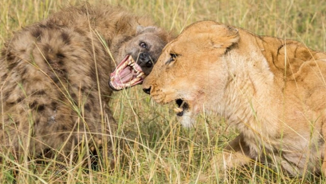 狮子暴打鬣狗,毫不手下留情,雌狮掐住死咬一只,雄狮一口咬死一个