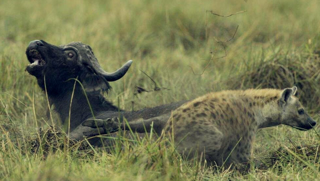 非洲二哥鬣狗猎杀落单小野牛,結果招來一群来势汹汹的野牛!