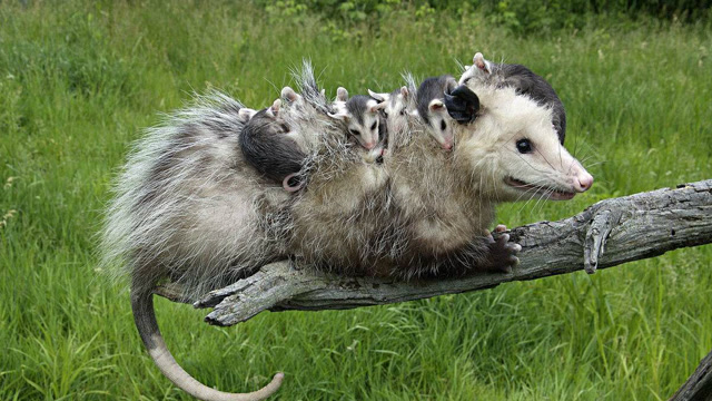 动物也会搭车,负鼠妈妈背10几只负鼠宝宝,摔下来咋办?