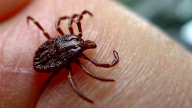 4岁孩子突然瘫痪,带孩子外出时要小心这种虫子,再不注意真晚了