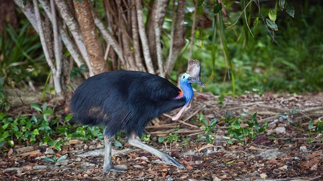 世界上最危险的鸟类,一记"扫命腿",便能夺人性命