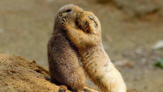 无论什么动物最真挚的表达都是一个暖暖的抱抱   感动