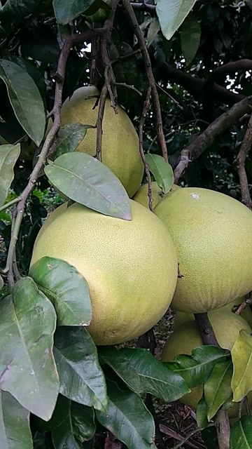 这样的柚子见过吗,原来是长在树上的