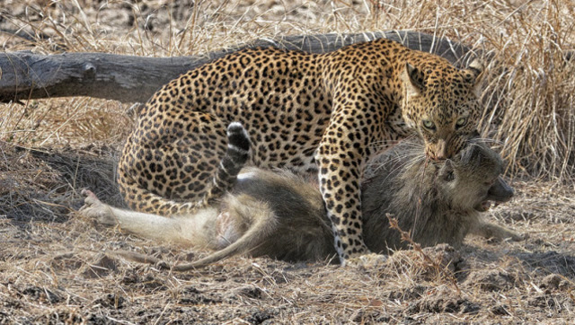 豹子成功捕杀狒狒,二话不说就开始拔毛,网友:难道是怕噎得慌?