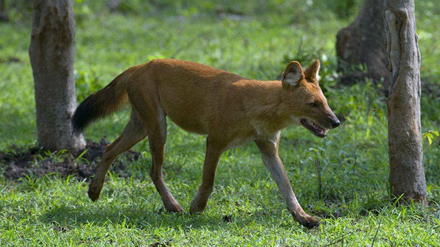 红毛犬是一种印度野狗,群居生活,一群野狗可是能杀死老虎的