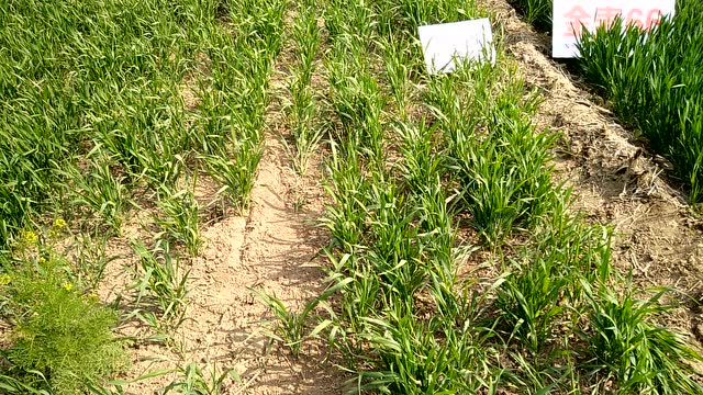 金麦66苗期长势