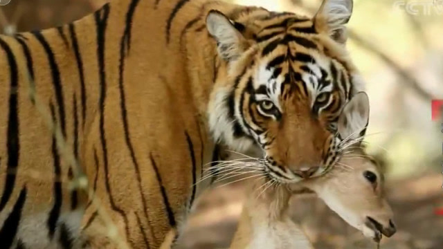 动物世界:林间潜伏的老虎,守候多时,终于捕到小鹿