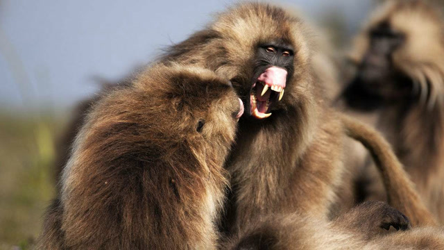 狮尾狒狒首领争夺,遭到十几个对手的阻击