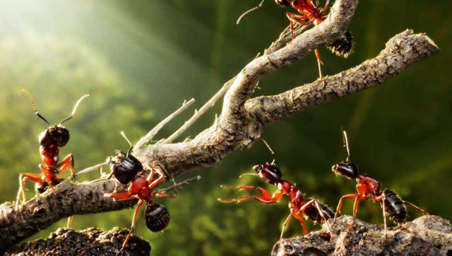 将军行军路上看见一堆蚂蚁,令全军紧急撤退,把此军队救下!