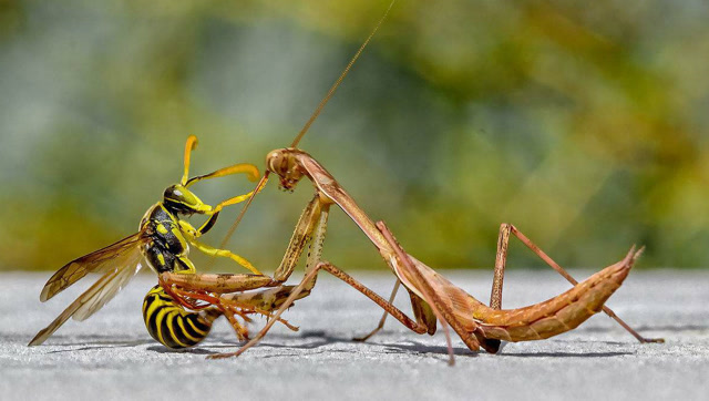 螳螂大战黄蜂!明知不是黄蜂的对手,但也要拼死一搏,死得心服口服