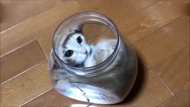 一只超级爱瓶子的猫,快化成一罐猫水啦