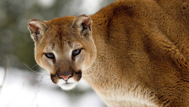 美洲金猫在悬崖上发现猎物,未料反被野山羊顶了肺,竟连路也走不稳