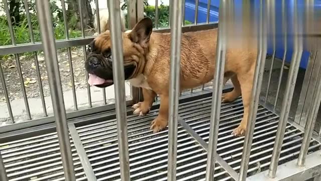 山东德州狗市拍到一条棕色的法国斗牛犬,它趴着的姿势太萌了