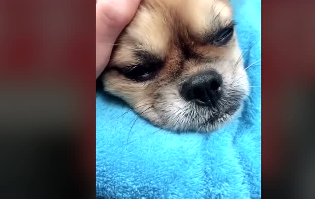 狗狗生病了,妈妈看着心疼的一直掉眼泪可怜极了!