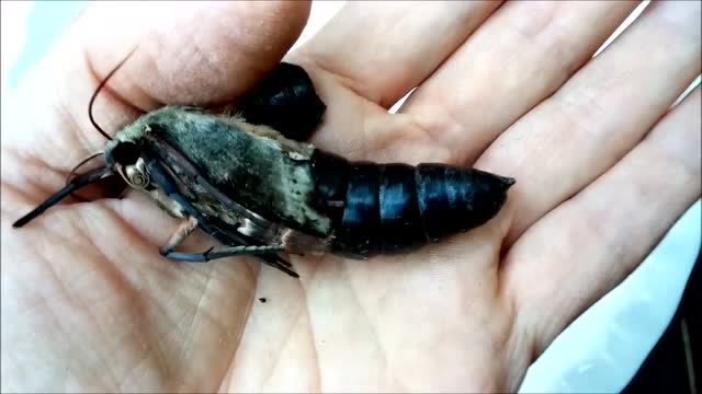 重口味爱好者记录巨型蠕虫的变化,太像厕所的蛆