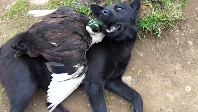 第一次见这么彪悍的鸭子,狗狗被它打怕了,把头伸进嘴里都不敢咬