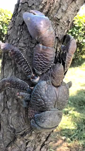 正在爬树的椰子蟹那双大鳌真有力