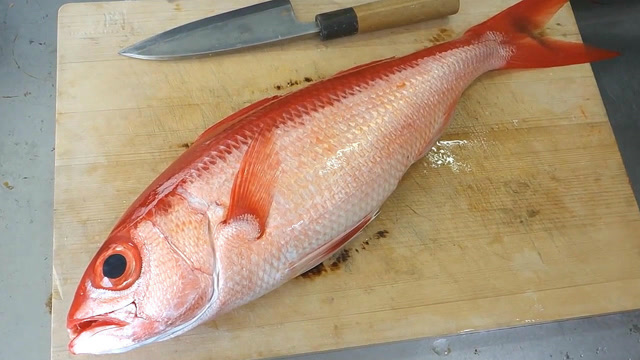长尾滨鲷鱼,非常新鲜可以切鱼片生吃了!