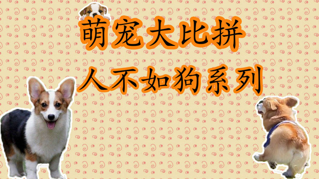 投胎成女王的狗也是个技术活,现实版狗生巅峰啊