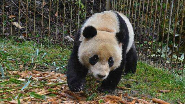 国宝大熊猫"八喜"回归野性,被放归头也不回迅速跑进山林!