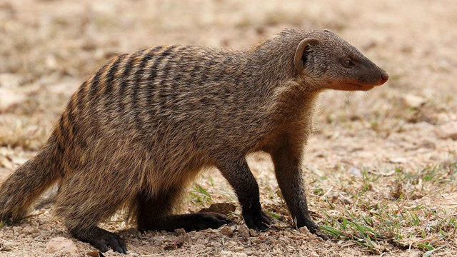 缟獴幼崽蛇口逃生,母亲细心照料,最终瞎了一只眼睛