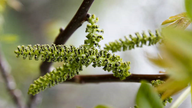 农村有种长的像"毛毛虫"的野菜,中医:好吃又抗癌